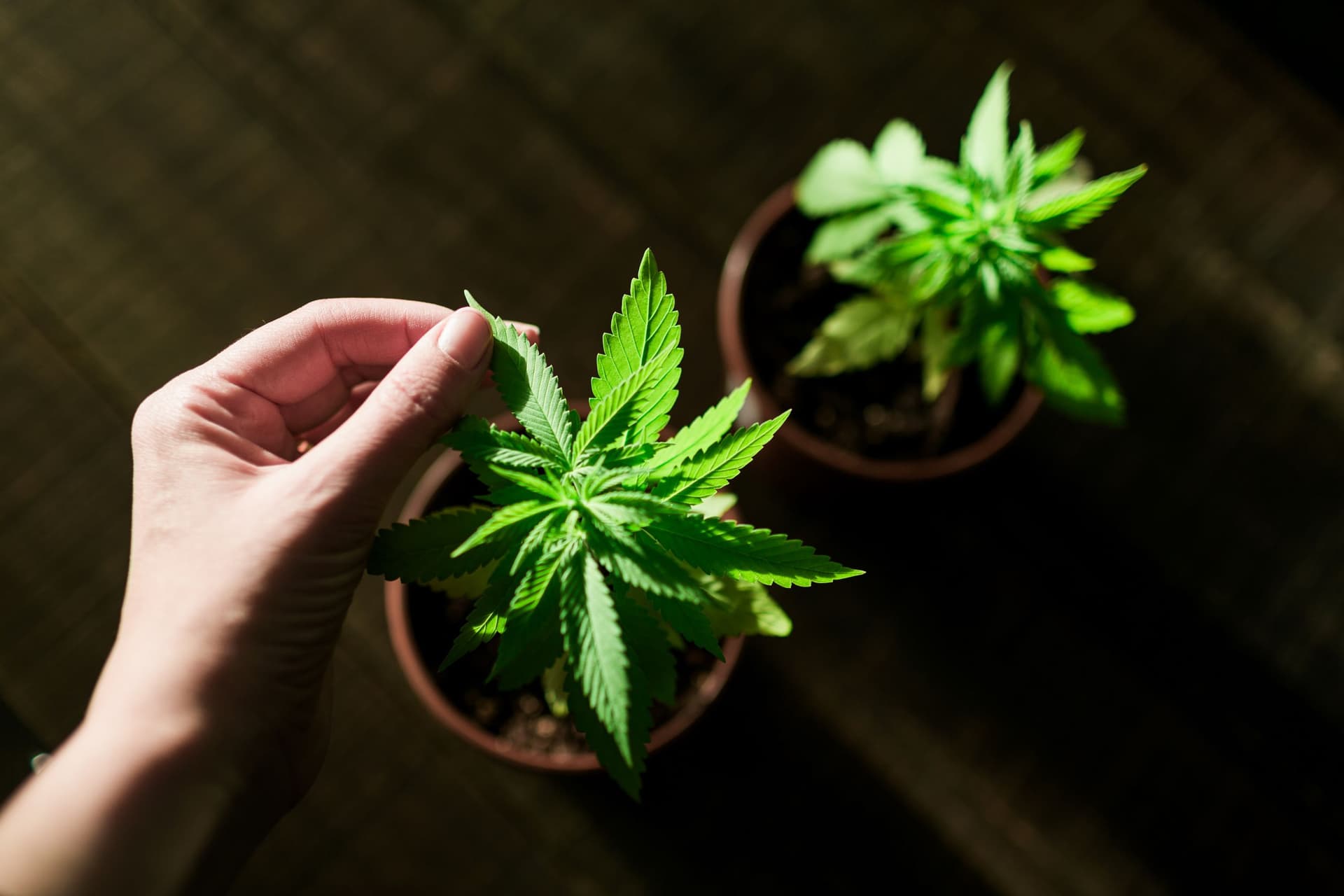Entdecken Sie die einzigartige Frosty Gelato Autoflower - Eine Köstlichkeit mit THC-Reichtum!