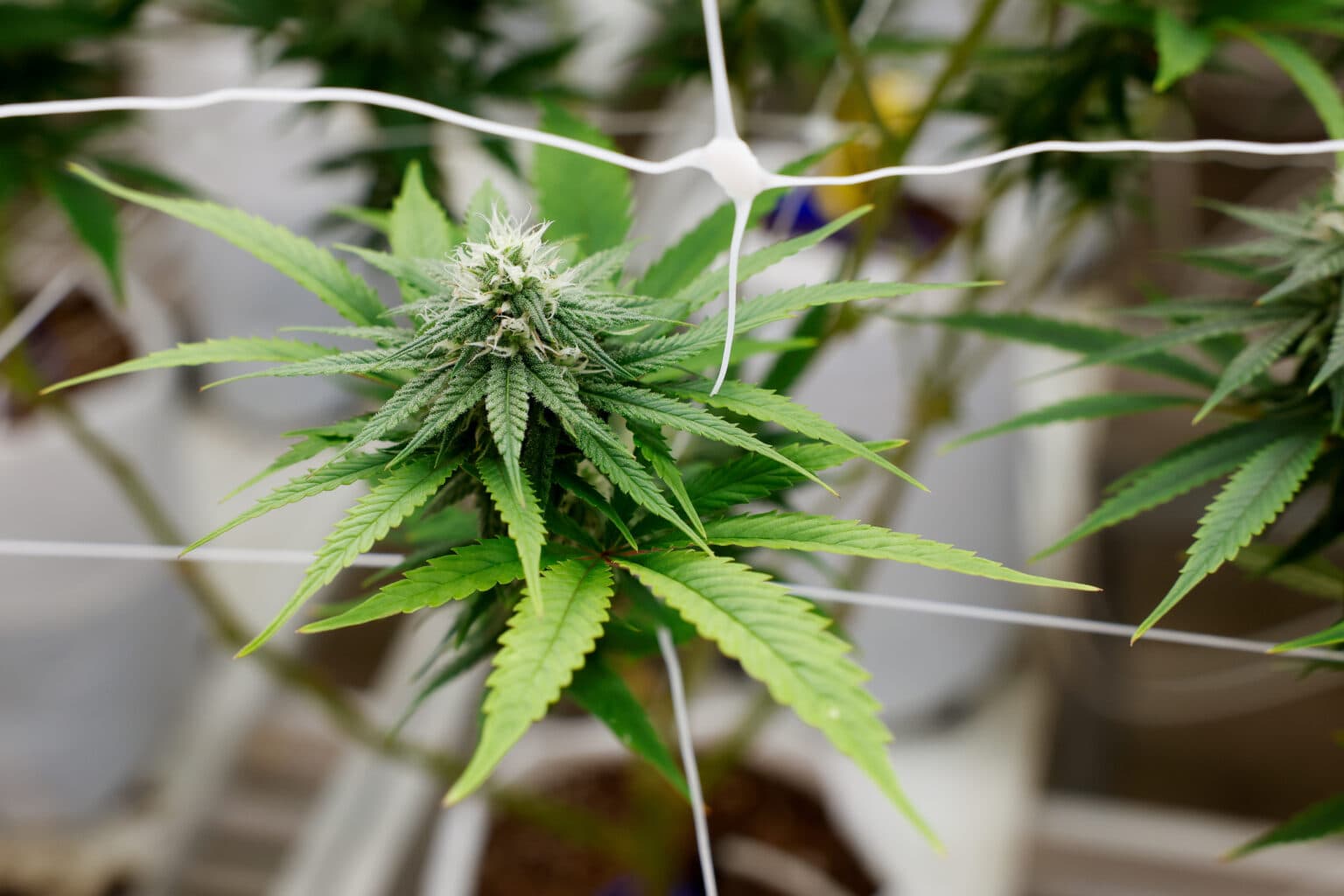 Einzigartige Kreuzungen finden – Cannabis Samen bestellen mit Top-Genetik