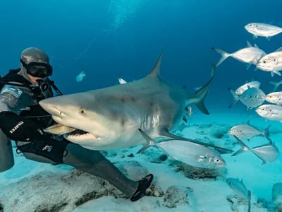 Cozumel, Cenoten und Bullenhaie Mexiko – DeepDiveMexico macht’s möglich