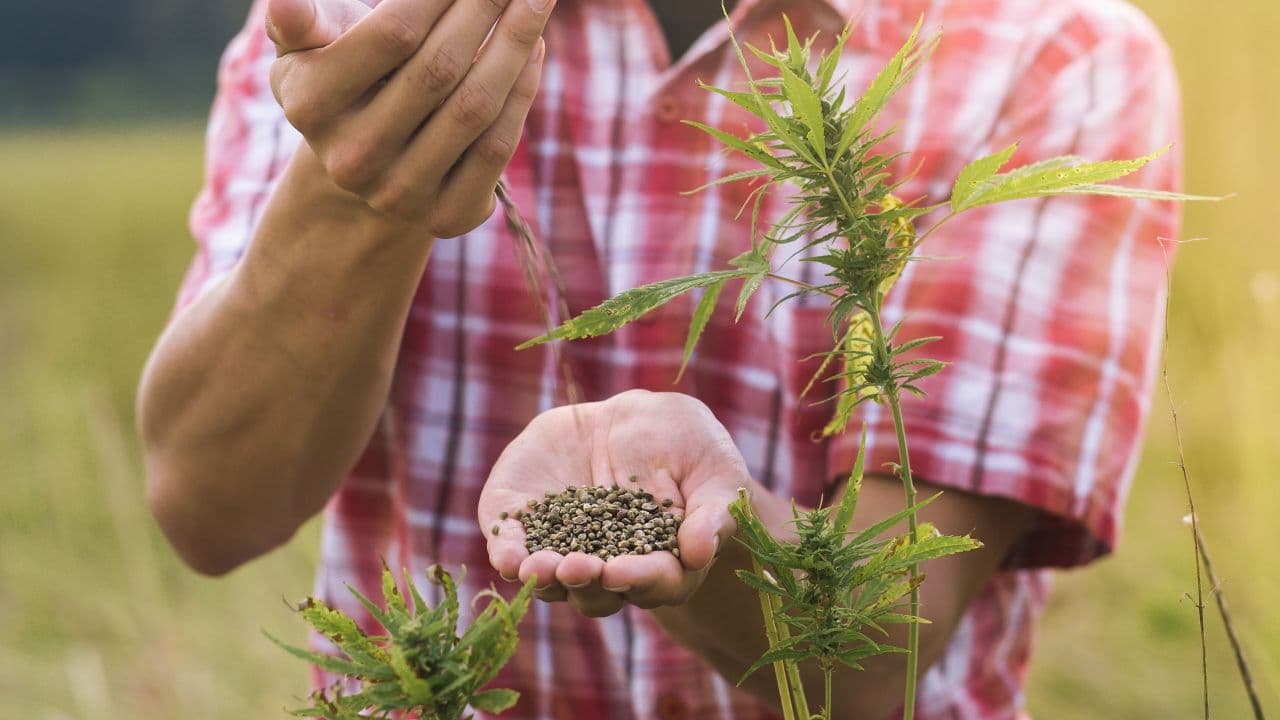 Cannabissamen und Genetik: Wie Züchtung die Zukunft gestaltet