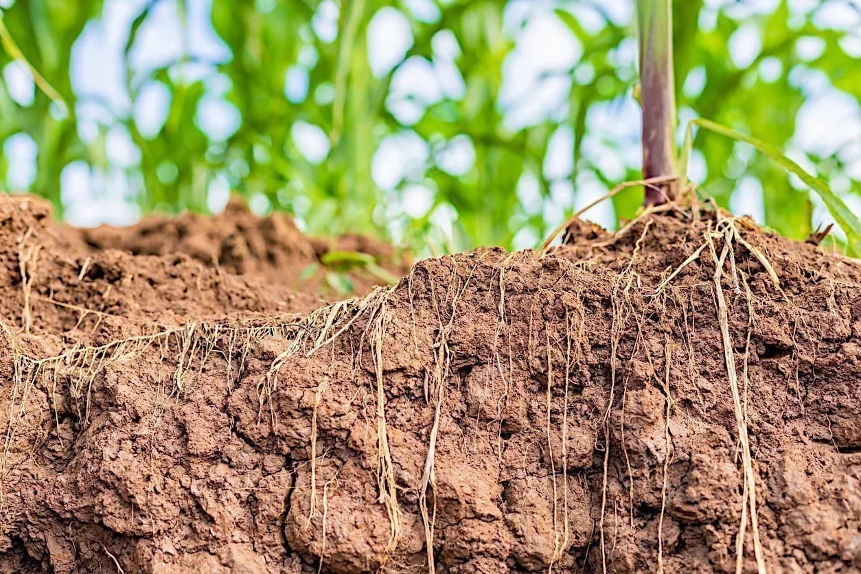 Nährstoffoptimierung mit Grow Dünger Wachstumsdünger Phosphat Dünger für gesunde Pflanzen