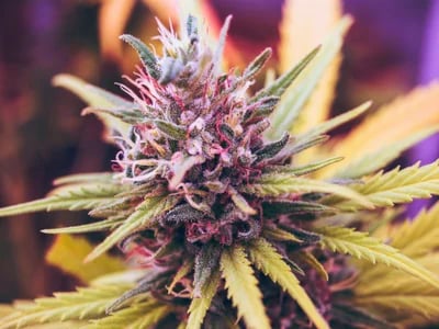 Einzigartige Kreuzungen finden – Cannabis Samen bestellen mit Top-Genetik