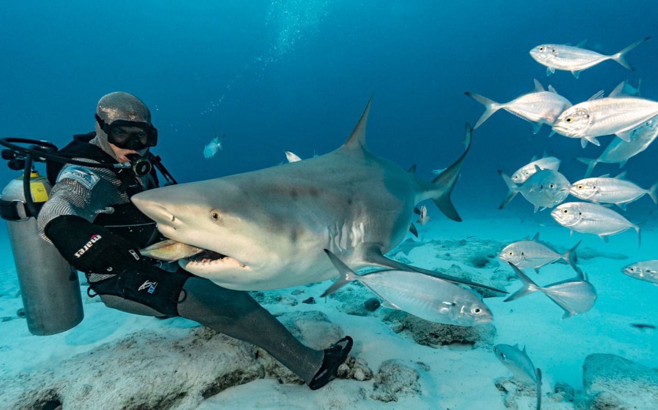 Cozumel, Cenoten und Bullenhaie Mexiko – DeepDiveMexico macht’s möglich