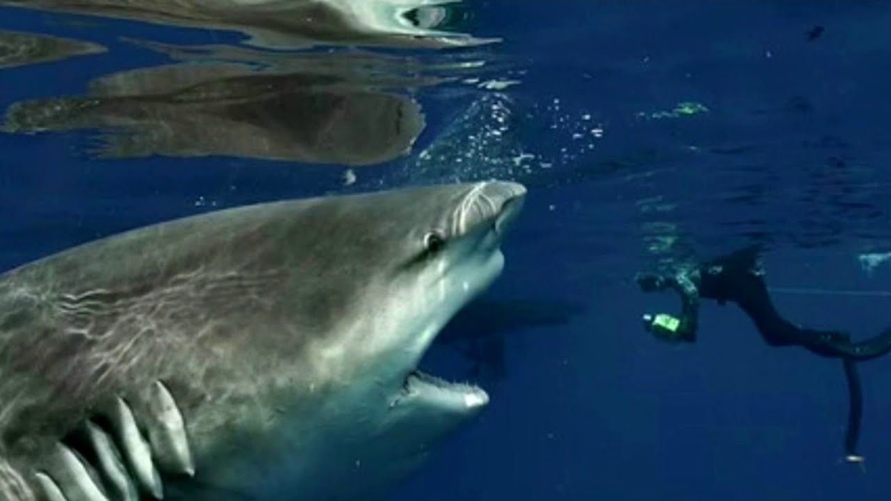 Cozumel, Cenoten und Bullenhaie Mexiko – DeepDiveMexico macht’s möglich