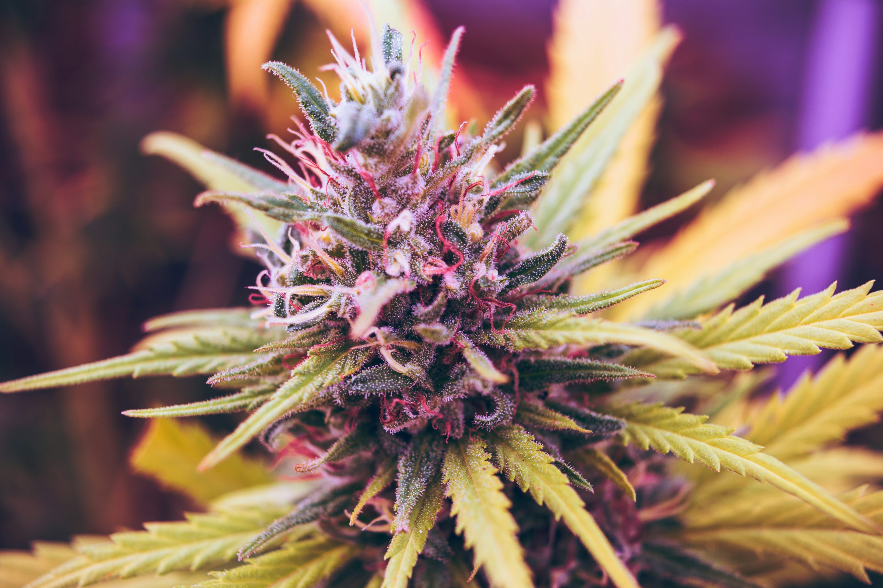 Einzigartige Kreuzungen finden – Cannabis Samen bestellen mit Top-Genetik